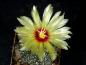 Preview: Plant with flower